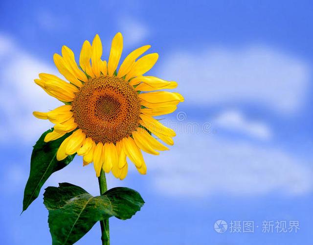 太阳花图片缩略图