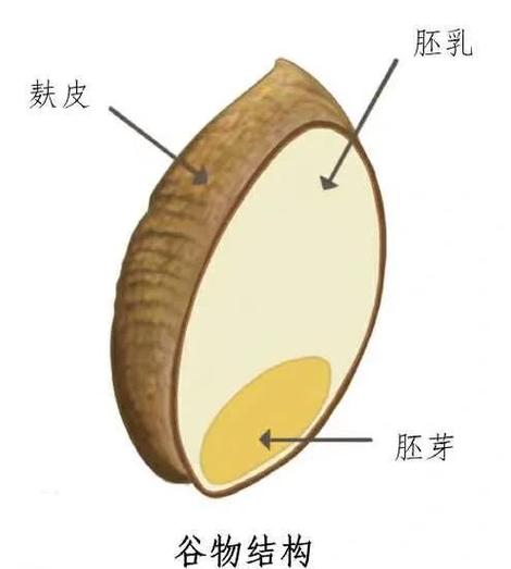 全麦胚芽和全麦的区别缩略图