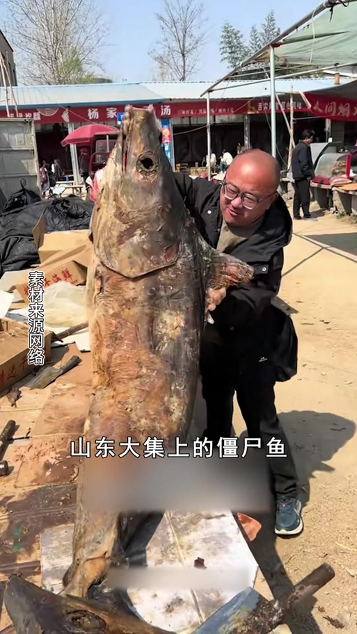 僵尸鱼长什么样子缩略图