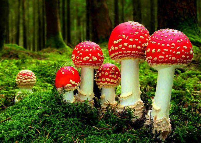 美丽蘑菇图片