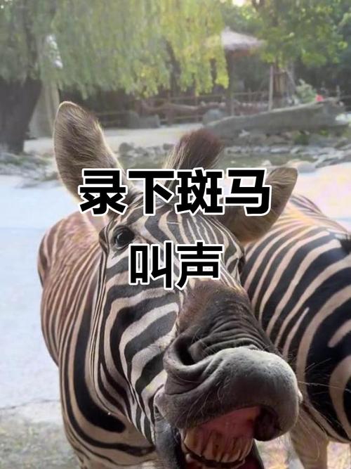 斑马视频现在叫什么名字了图标