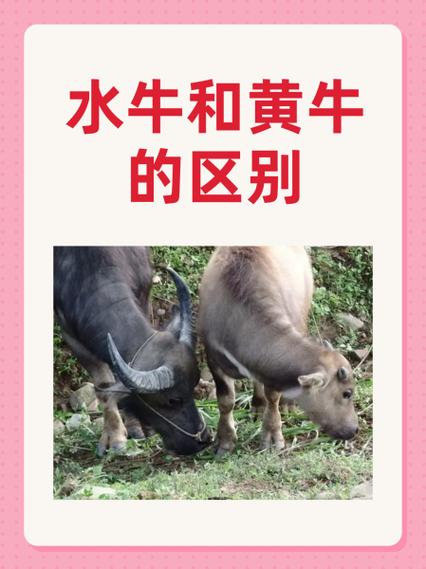 黄牛的定义