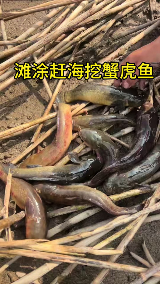 钓鱼驱赶螃蟹最好秘方