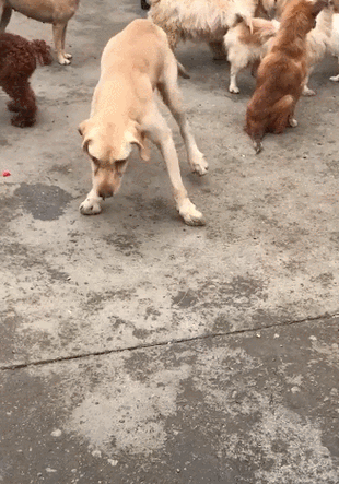 狗哆嗦站不起来什么病