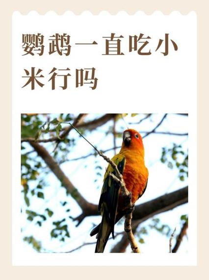雏鸟多大可以喂泡小米