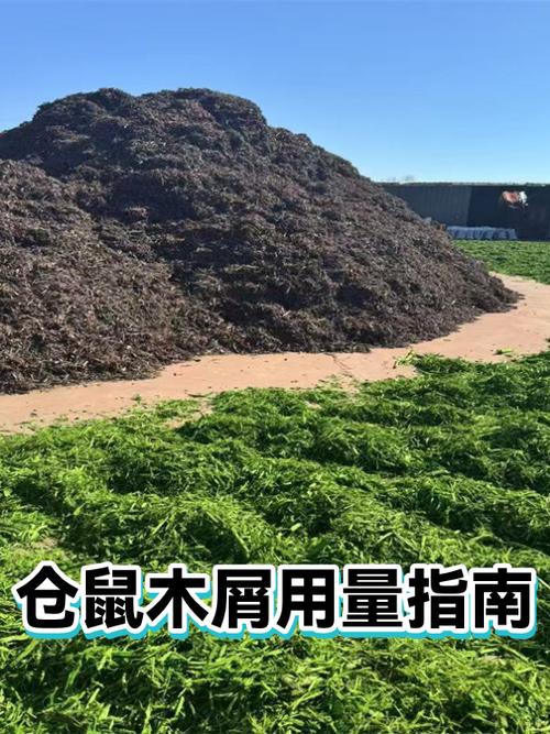 仓鼠里面的木屑可以用什么代替
