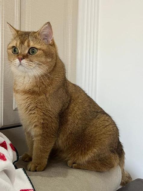 金渐层猫的寿命是多少年