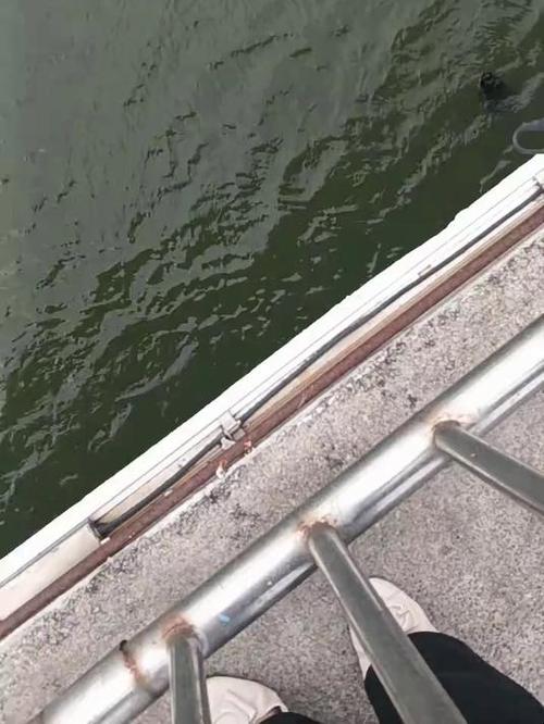 彩虹桥跳河图标