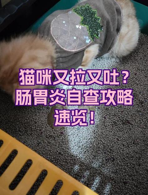 猫咪又吐又拉稀怎么办截图
