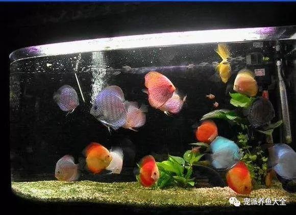 鱼缸需要24小时打氧吗图标
