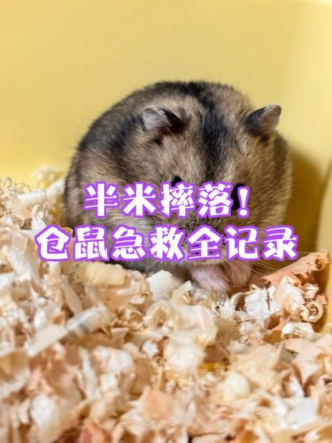 仓鼠被摔了一下不动了