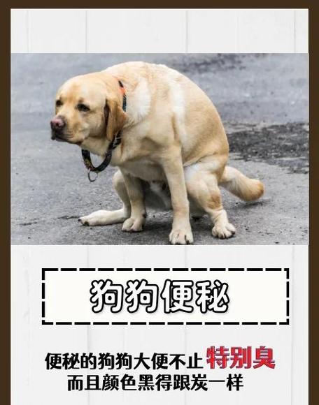 狗狗屁股臭味很重怎么回事