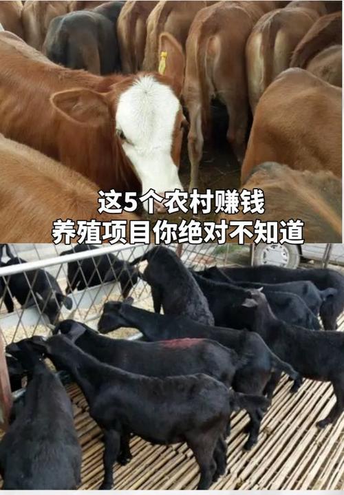 养殖业国家扶持的项目有哪些游戏截图