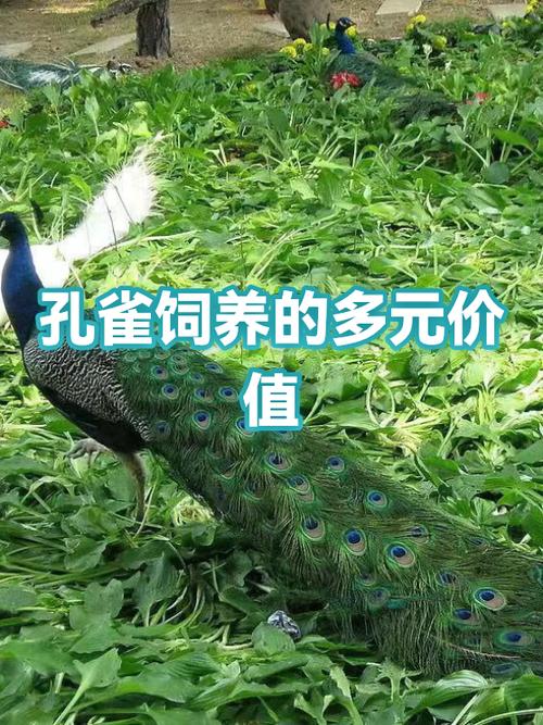 孔雀标本多少人民币一只截图