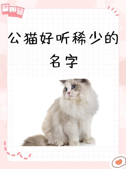 公猫好听又聚财的名字