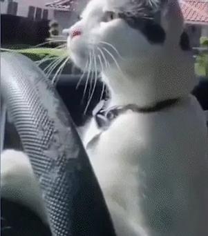 适合开车的表情包
