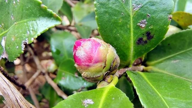 茶花花蕾到开花图片截图