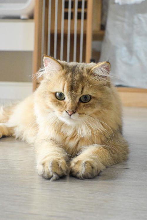 猫咪怎么看
