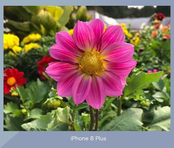 iphone8p拍照全屏设置