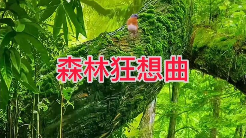 森林狂想曲视频