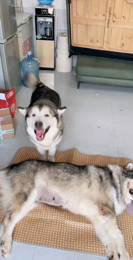 网红洛洛