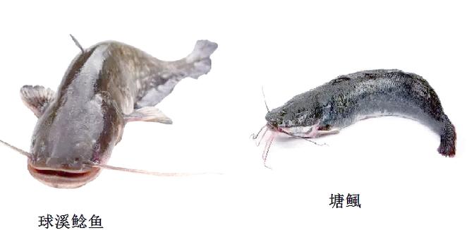 鲶鱼有几个品种