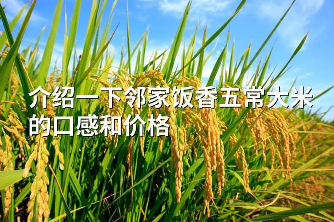 五常大米怎么介绍