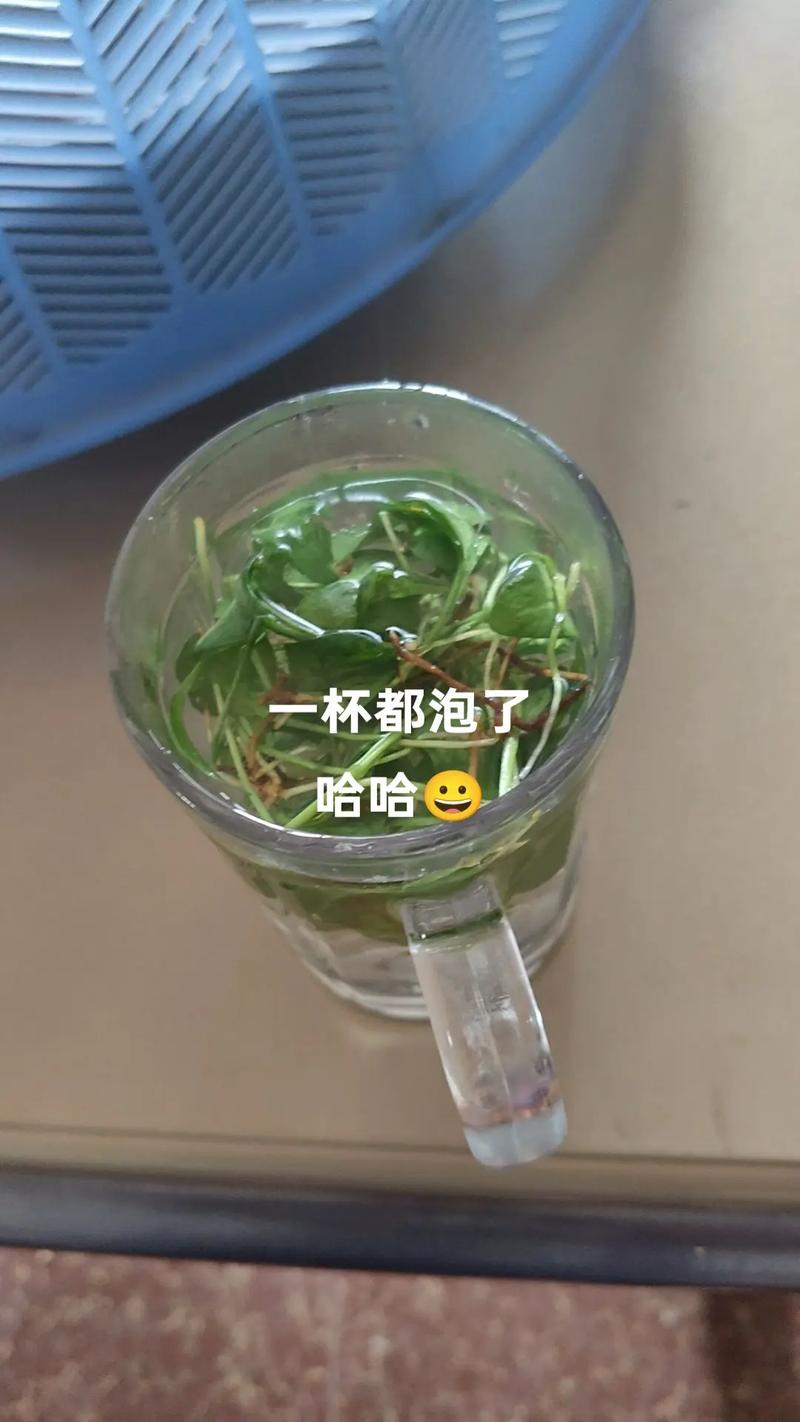 一支箭泡水喝有啥功效
