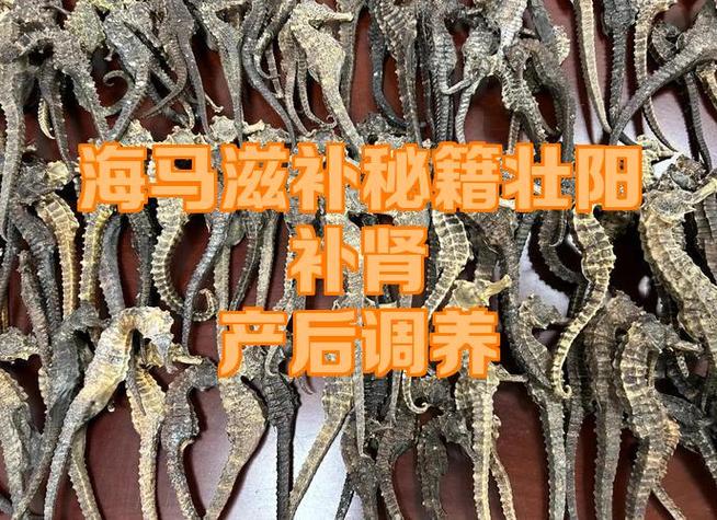 海马的功效与作用及食用方法缩略图