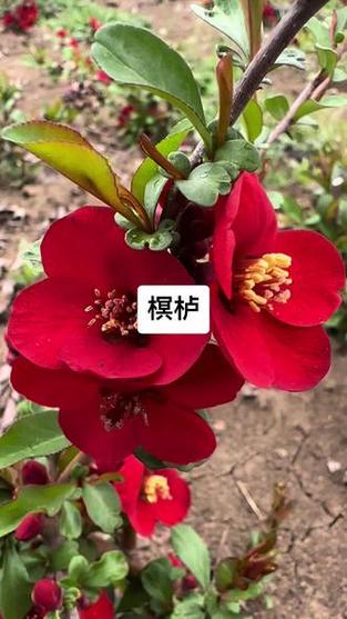 榠栌海棠什么档次