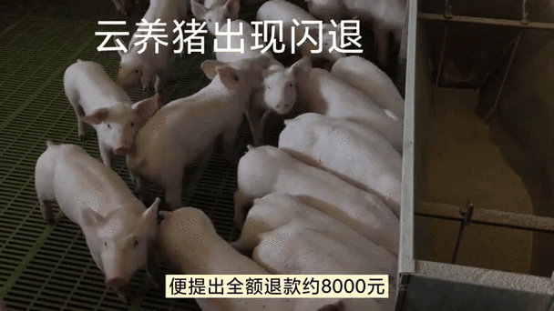云养猪怎么收费
