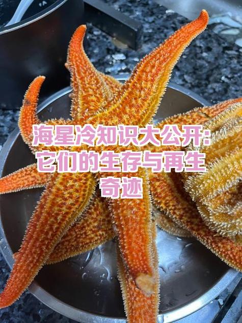 海星的手臂可以再生吗