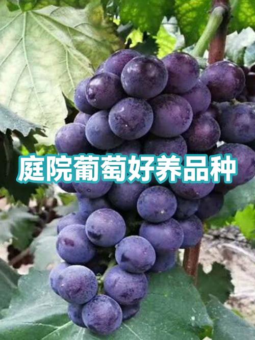 葡萄最好的三个品种图标