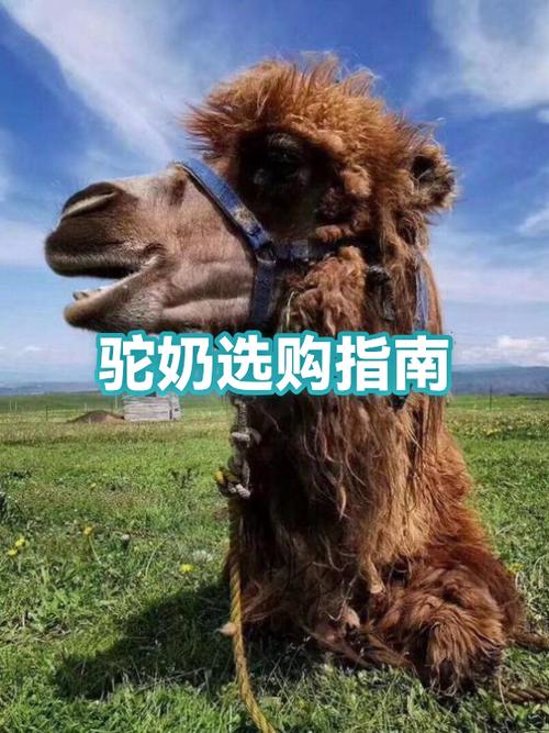 驼奶最建议买的三个牌子