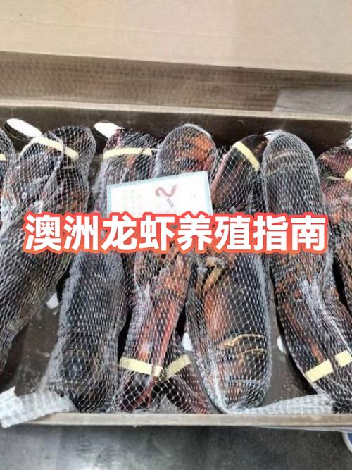 养澳洲龙虾一亩多少资金