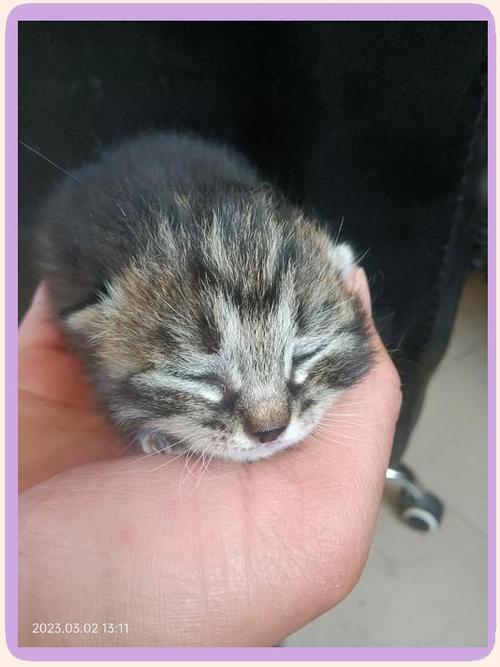 小猫0一14天变化的图片