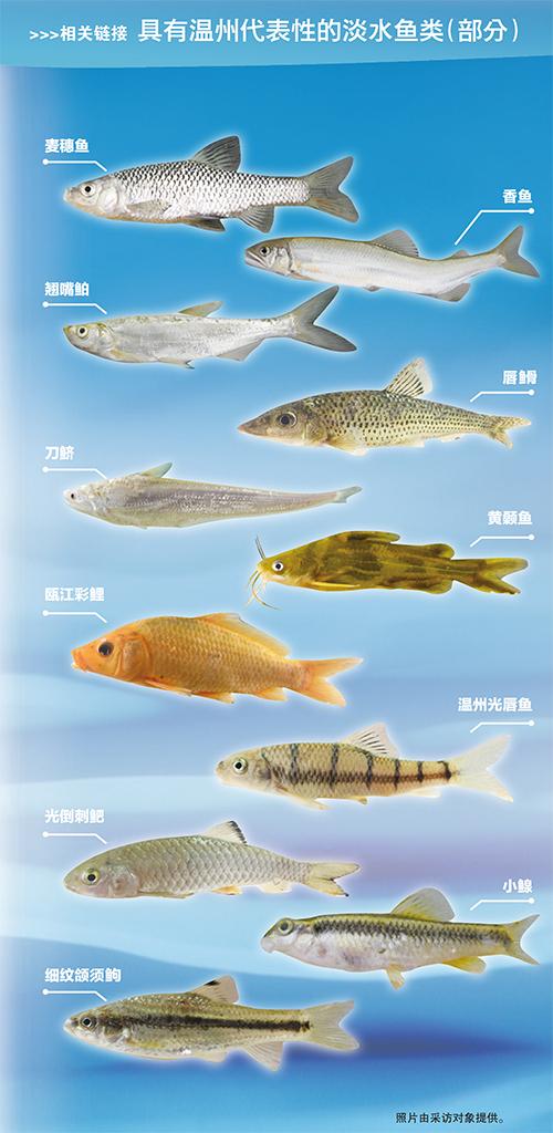 鱼名称大全500种
