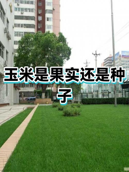 玉米粒属于果实还是种子