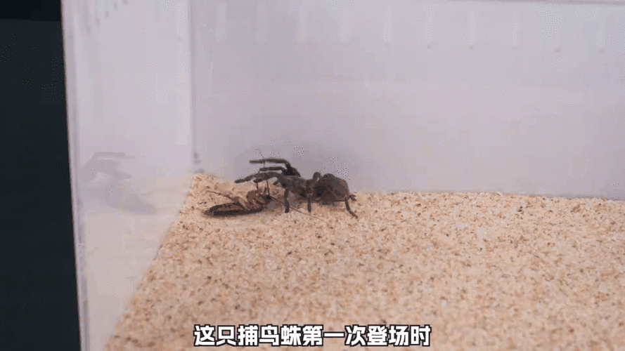蝈蝈vs所罗门捕鸟蛛