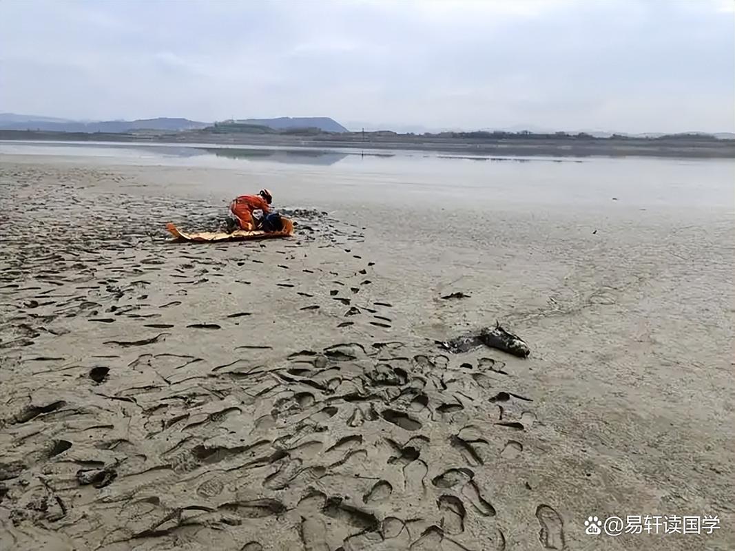 梦到亲人掉进沼泽地图标