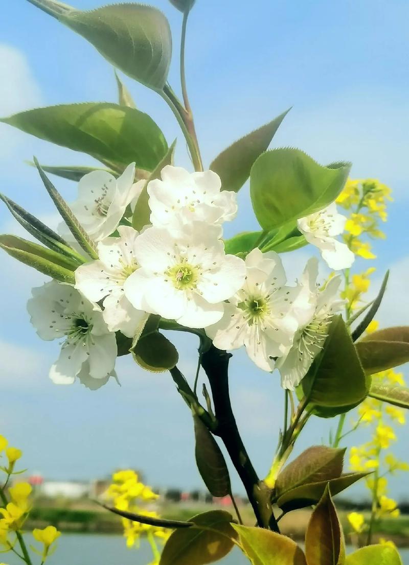 梨花教育研修院app可靠吗