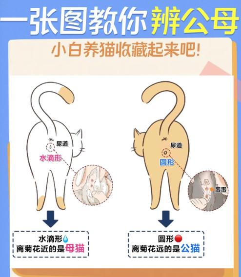 猫怎么分公母最简单