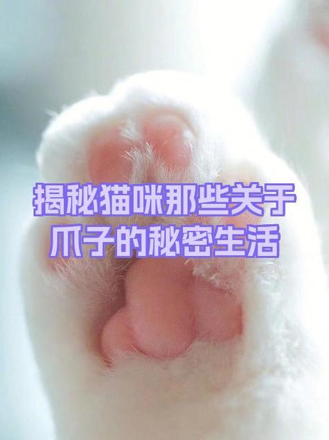 猫为什么有四个爪子