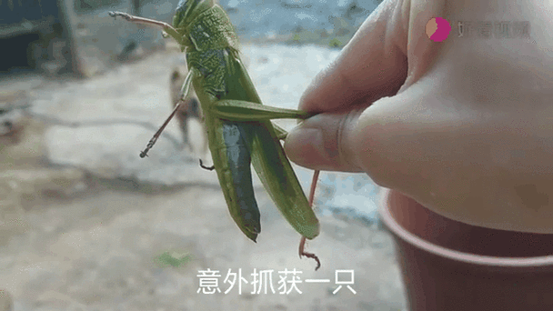 大棚蚂蚱怎么抓快