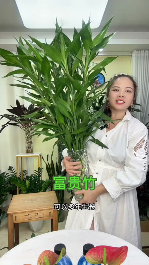富贵竹可以长高吗