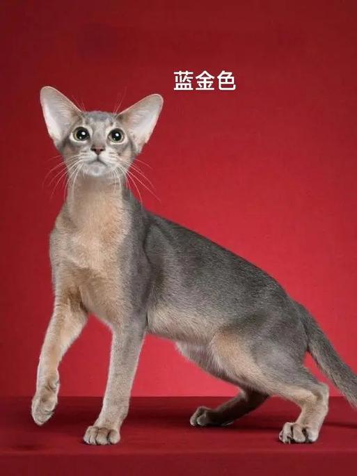 猫的颜色大全图