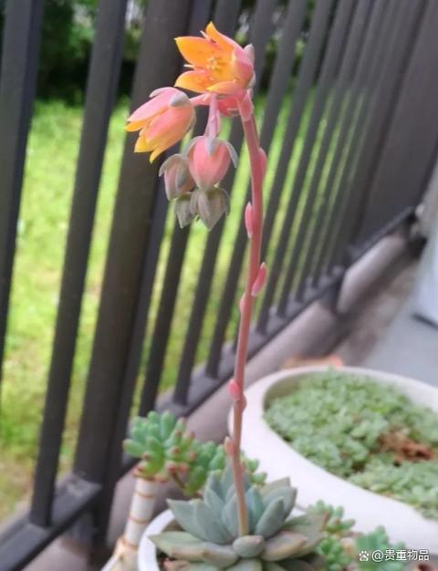 多肉开花要剪掉吗