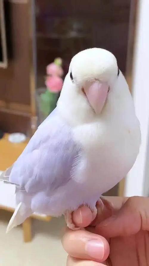 牡丹鹦鹉