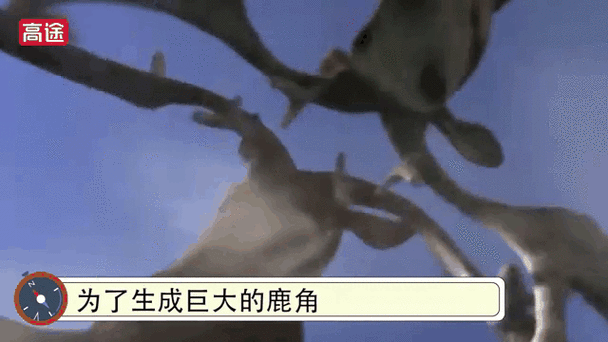 玛尔戈的巨角