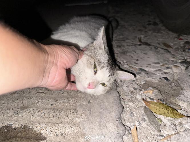 猫被遗弃猫自己知道么图标